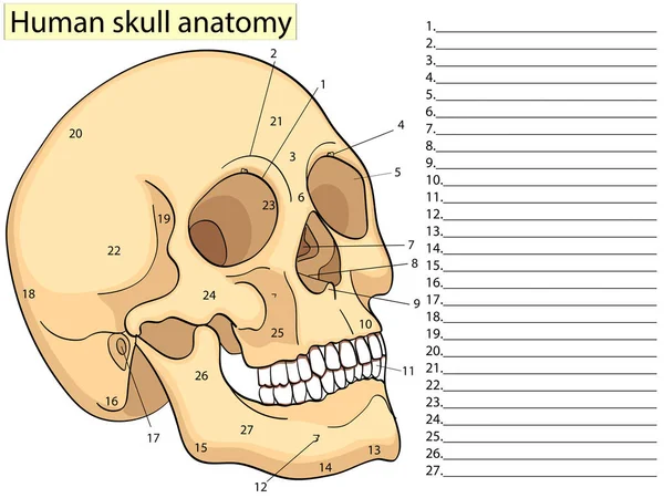 Medical Education Chart of Biology Human Skull Diagram (en inglés). Raster. Aspecto frontal fondo blanco educación médica básica — Foto de Stock