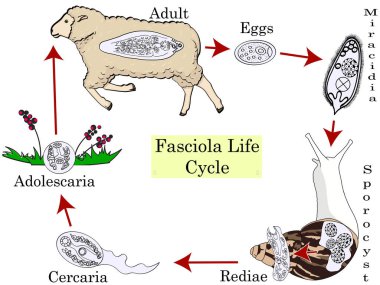 The life cycle of fascioliasis. Medical Education Chart of Biology Diagram. Vector. Front aspect table on white background for basic medical education clipart
