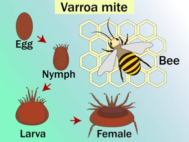 Varroa destructor çevrimi, bal arıları saldırıları bir dış parazit akar gider. Tıbbi eğitim grafik biyoloji diyagram. Açık boyut tablo temel tıp eğitimi için