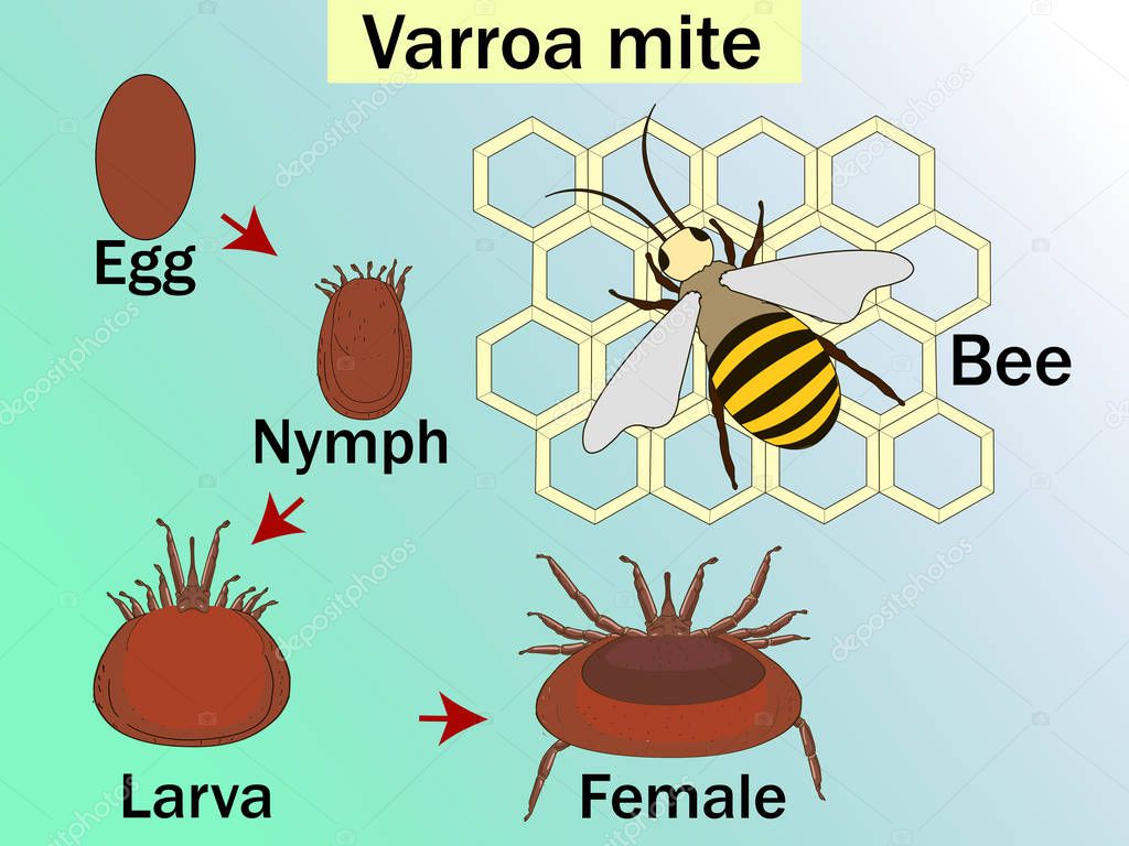 Varroa destructor is an external parasitic mite that attacks the honey bees, cycle. Medical Education Chart of Biology Diagram. Front aspect table for basic medical education