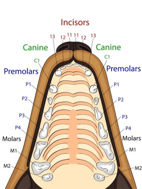 Köpek, konumu ve diş adını üst çene anatomik yapısı