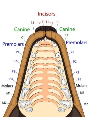 Anatomical structure of the upper jaw of the dog, the location and the name of the teeth clipart