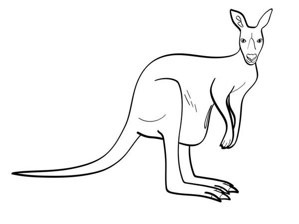 Isolated object coloring, black lines, white background. An animal is a canada, a kangaroo female. Raster — Stock Photo, Image