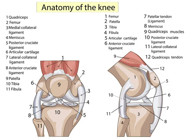Anatomie. Structuur knie joint vector set tekst — Stockvector