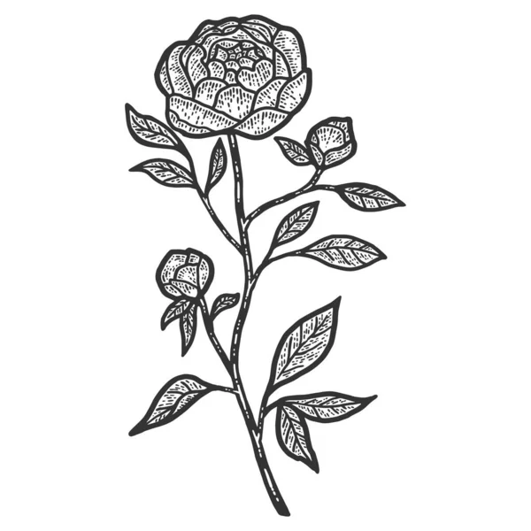 Peony flower. Sketch scratch board imitation. Black and white. — Stock Photo, Image