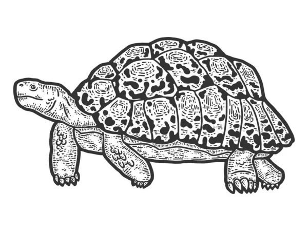 Η χελώνα λεοπάρδαλη των ζώων. Απομίμηση χαρτονιού σκετς. Μαύρο και άσπρο. — Διανυσματικό Αρχείο