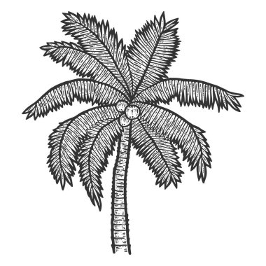 Egzotik, hindistan cevizli palmiye ağacı. Çizim tahtası taklidi. Siyah ve beyaz.