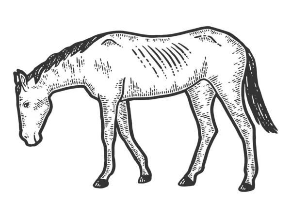 Тонкий і виснажений кінь. Імітація ескізної дошки для подряпин. Чорно-білий . — стокове фото