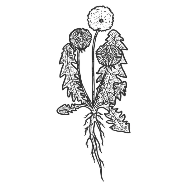 Botanik, Löwenzahnpflanze mit Wurzel. Isoliertes Objekt. Skizze Scratch Board Imitation. — Stockfoto