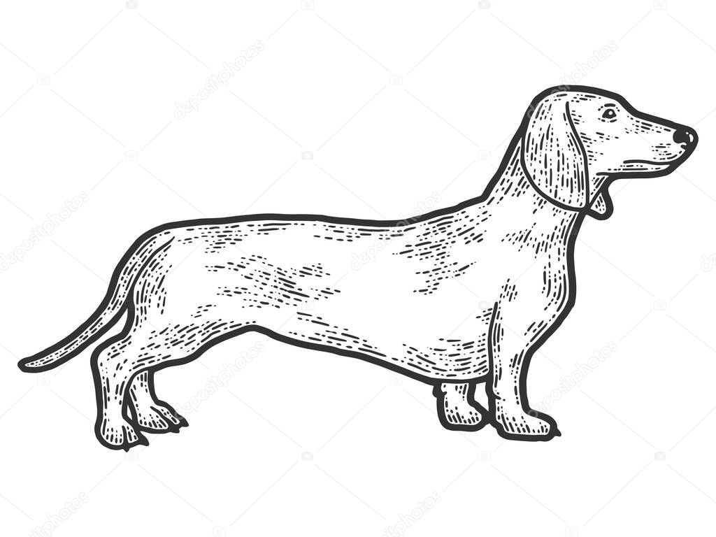 Pet dog dachshund breed. Sketch scratch board imitation. Black and white.