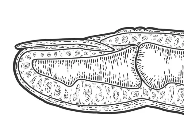Anatomia, dedo da secção. Desenho imitação de raspadinha. Preto e branco . —  Vetores de Stock
