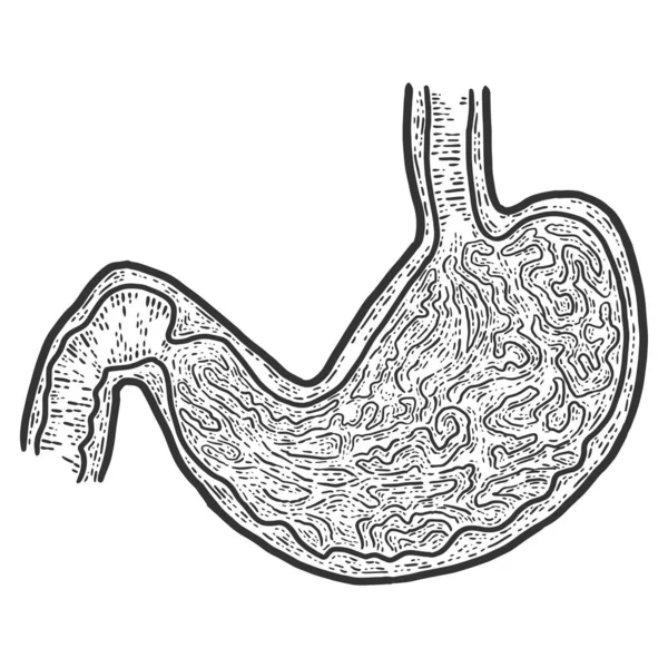 Anatomía, sección del estómago. Boceto imitación tablero de rasca. — Vector de stock