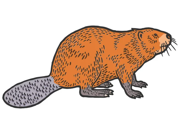 Bever knaagdier zoogdier. Krasplank imitatie. Kleur graveervector — Stockvector