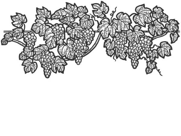Gravura mão desenhada raster ilustração de uvas. Esboço de videira isolado. — Fotografia de Stock
