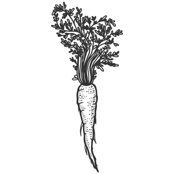 Planta, zanahorias con hierbas. Imitación del sketch scratch board. Blanco y negro. — Archivo Imágenes Vectoriales