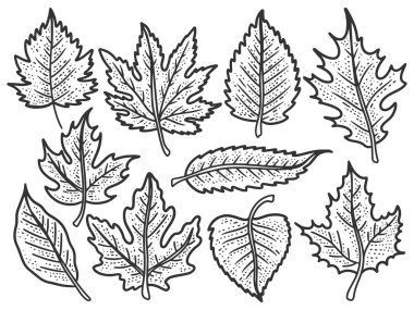 Yaprak seti, sonbahar ağaçları. Çizim tahtası taklidi. Siyah ve beyaz.