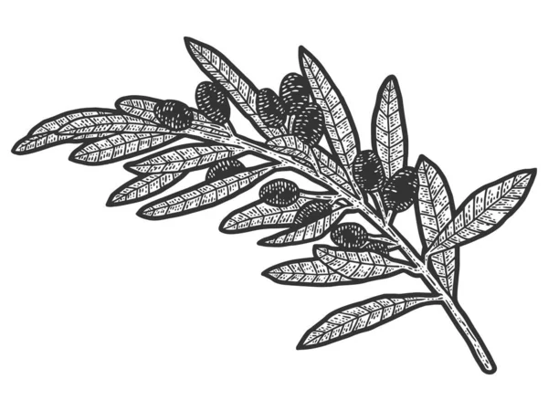 Um ramo de azeitonas selvagens. Desenho imitação de raspadinha. Preto e branco. — Fotografia de Stock