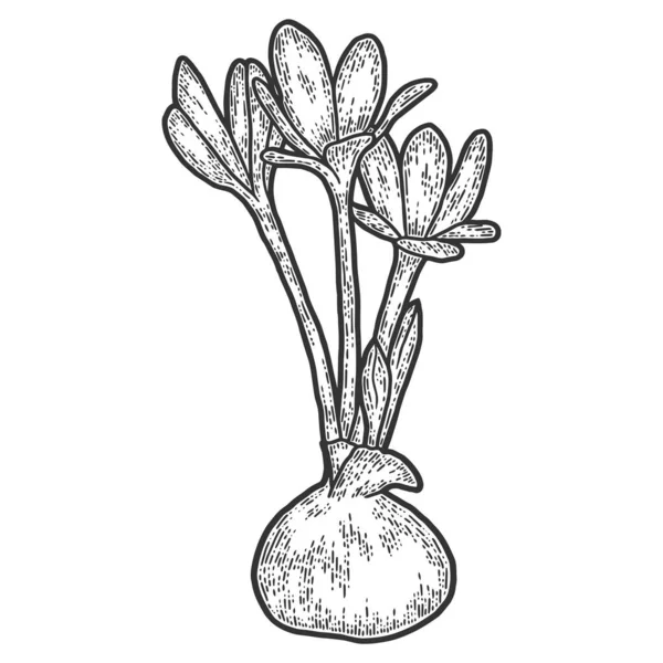 Colchicum otoñal. Imitación del sketch scratch board. Blanco y negro. — Archivo Imágenes Vectoriales