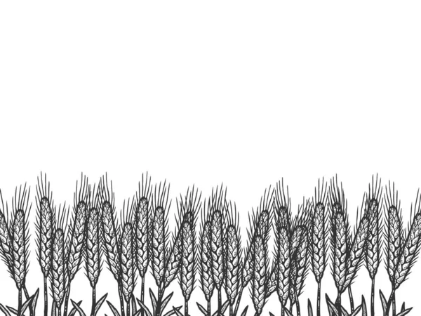 밀 밭, 배경. 스크래치 보드 모방 색상을 스케치. — 스톡 사진