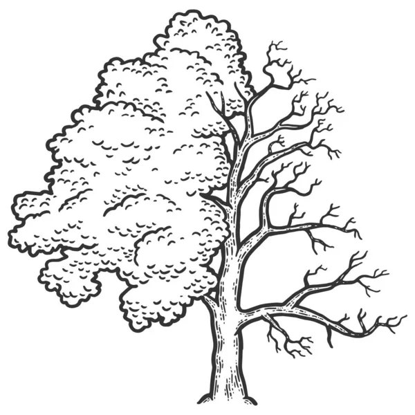 Fraxinus, Baum ist halb kahl. Gravurvektorillustration. Skizze Scratch Board Imitation. — Stockvektor
