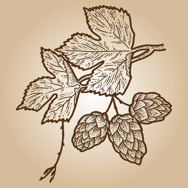 Humulus sketch scratch board imitation. Sepia hand drawn image. — Stock Photo, Image