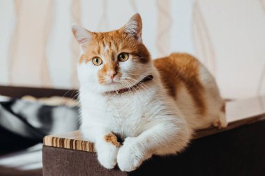 güzel karizmatik kırmızı kedi