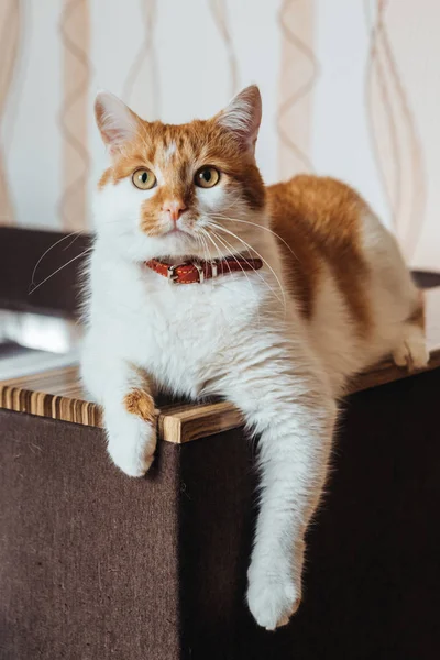 güzel karizmatik kırmızı kedi