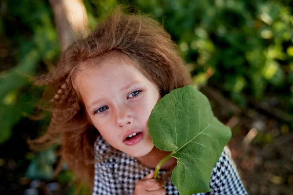 The baby is 4 years old, with blue eyes and small curls. Childrens enjoyment of life and adventures. Warm Golden sunset light. Looking away, dreamy, face leaf burdock — Stock Photo, Image