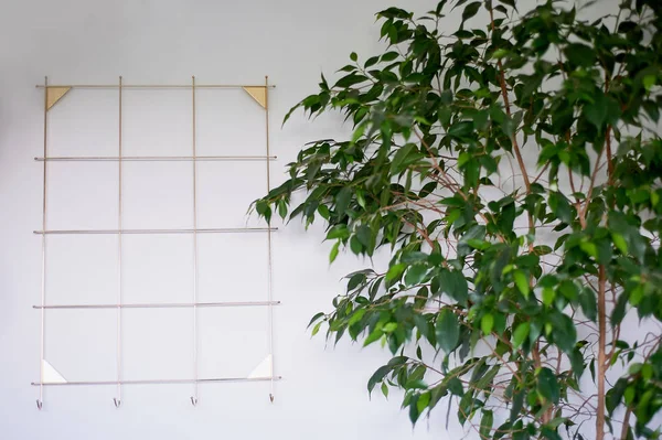 미니 멀 디자인, 후크는 사이프러스의 녹색, 흰색 벽의 전면에 골든 프레임. — 스톡 사진
