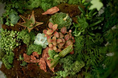 Succulents, zemin örtüsü bitkiler, moss bileşimi. Floristik, bahçecilik