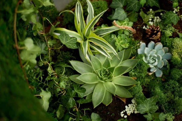 Pozsgás növények, talajtakaró növények, moss összetétele. Virágkötészet, kertészkedés — Stock Fotó