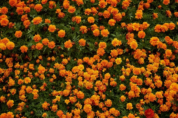 Textura, spousta oranžové měsíčky. Zeď květin. Dekorace, floristika — Stock fotografie