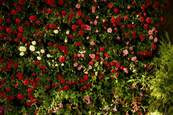 Texture, wall of small spray roses of red, pink and cream colors.Wedding floristry