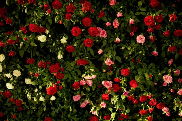 Textura, stěny malých sprej Růže červené, růžové a béžové barvě. Svatební floristika — Stock fotografie