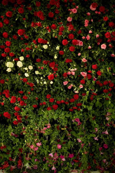 Textura, stěny malých sprej Růže červené, růžové a béžové barvě. Svatební floristika — Stock fotografie