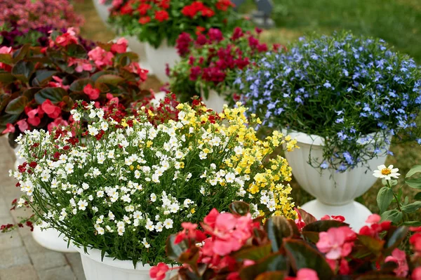 Білі вазони з квітами на відкритому повітрі. Оздоблення саду, веранди та тераси. Квіти сині, червоні, білі. Яскраво контрастне цвітіння — стокове фото