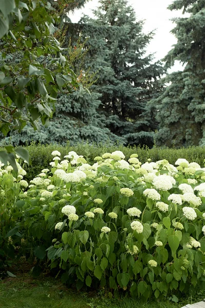 Гортензії в дикій природі. У парку. Цвітіння — стокове фото