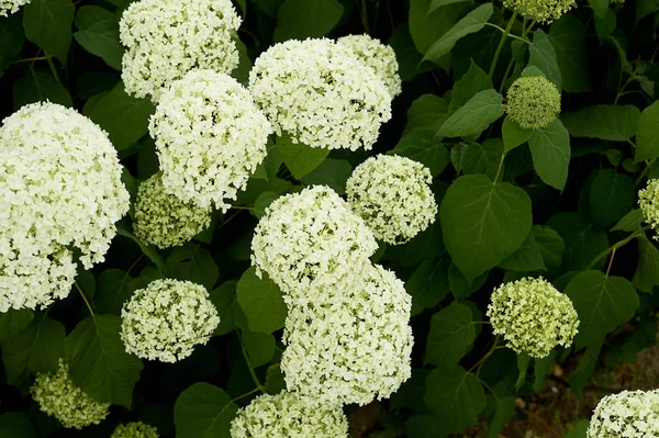 Ortancaların içinde belgili tanımlık vahşi. Park.Flowering içinde