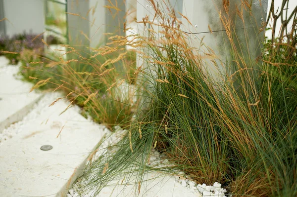 Çiçekler beyaz çakıl bir arka plan üzerinde kurumuş. Kolay Park ve bahçe dekor