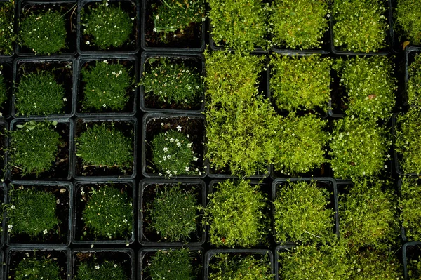 Many ground cover plants for sale.in small pots