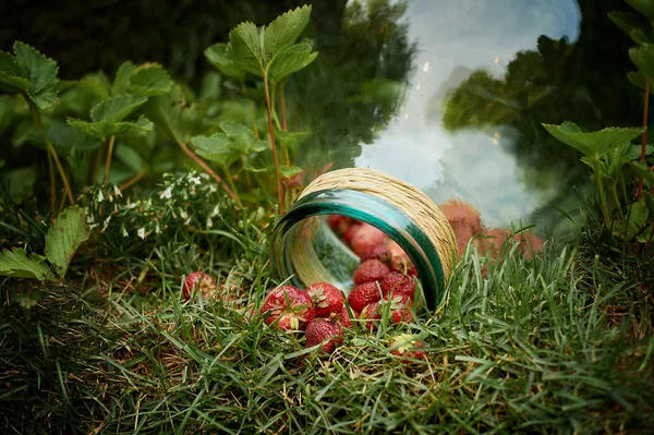 Récolte de fraises.Des fraises sont tombées du navire renversé — Photo