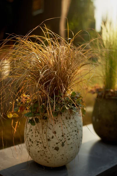 Céréales décoratives dans des baignoires dans la conception du jardin.L'esthétique du jardin — Photo