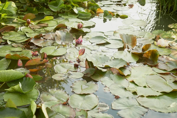 Plants in the garden pond.Decorative garden, design