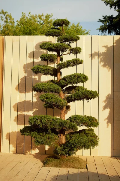 Formé en élaguant l'arbre sur un fond en bois . — Photo