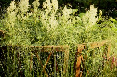 Dekoratif çimenler bahçecilik. Park ve Bahçe tasarımı