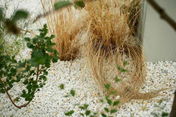 Fleurs séchées sur un fond de cailloux blancs.Easy Park et décor de jardin — Photo