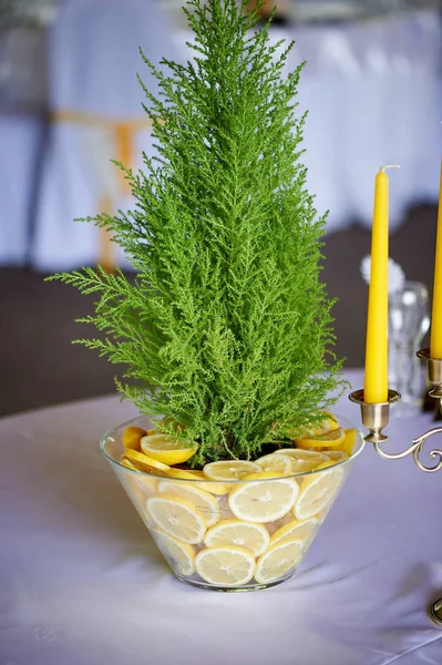 Cipresso in vaso decorato con limoni. Combinazione fresca e succulenta Decorazione della tavola al banchetto nuziale . — Foto Stock