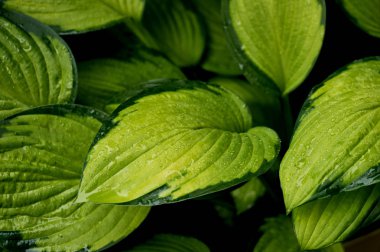 Doku hosta Bahçe veya park. Yakından
