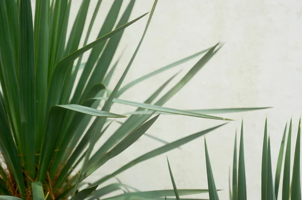 Jižní palm nebo dracaena proti bílé zdi texturou. Jižní vegetace, botanika — Stock fotografie