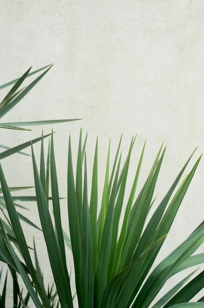 南やしか白いテクスチャ壁にドラセナ。南の植物、植物 — ストック写真